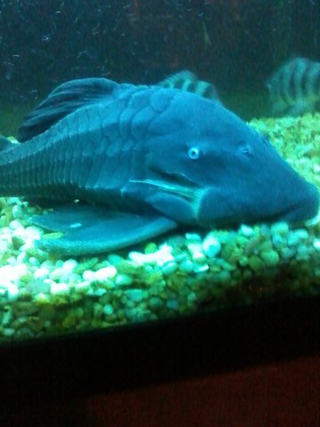 blue1.jpg