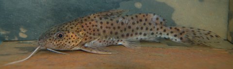 DSC_2317css.jpg