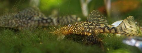 Ancistrus_male_DSC_0118.jpg