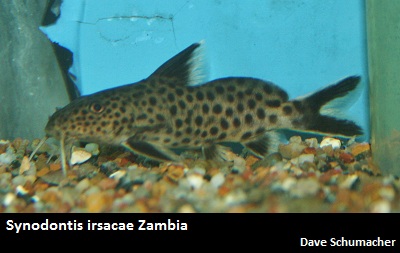 Synodontis irsacae.jpg