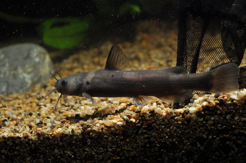 Tachysurus sp 2.JPG