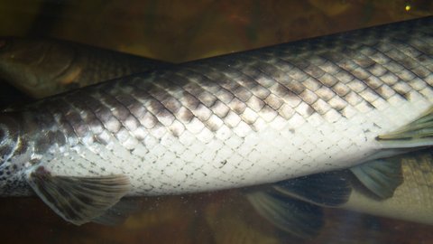 small FL gar belly 1.jpg