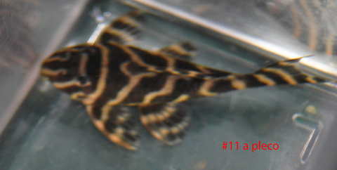 #11 pleco