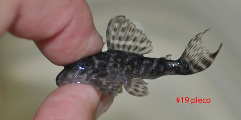 #19 pleco
