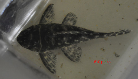 #10 pleco