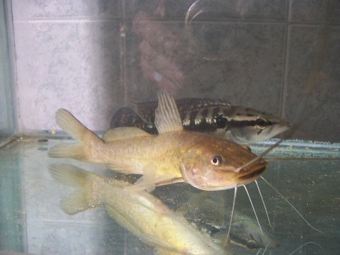 Here's my Rhamdia with his &quot;girlfriend&quot; Crenicichla lepidota