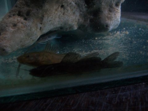 2chiquitos2.jpg
