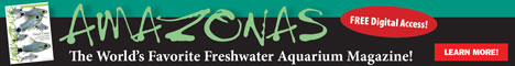 Please visit Amazonas Magazine, proud sponsors of PlanetCatfish.com
