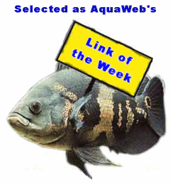 Link Of The Week