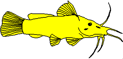 Artistic impression of typical member of the Auchenoglanididae