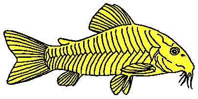 Artistic impression of typical member of the Callichthyidae