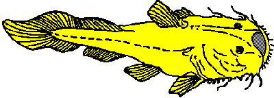 Artistic impression of typical member of the Chacidae Artistic impression of typical member of the Chacidae