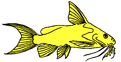 Artistic impression of typical member of the Mochokidae