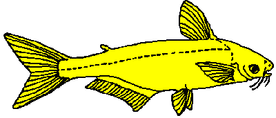 Artistic impression of typical member of the Pangasiidae