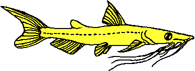 Artistic impression of typical member of the Pimelodidae