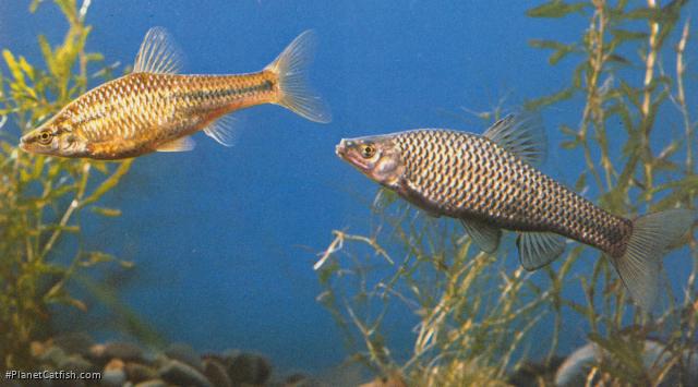 Pseudorasbora parva