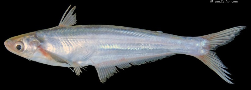 Clupisoma sinense