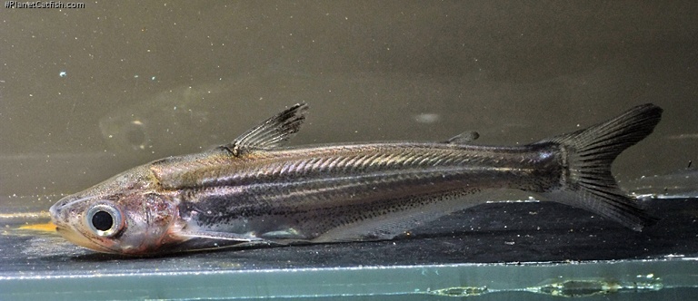 Eutropiichthys vacha