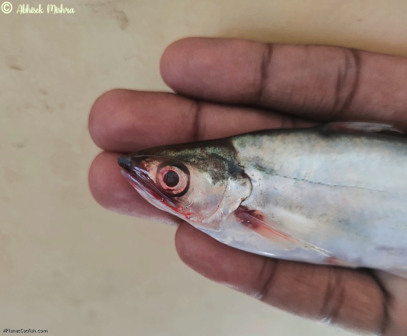 Eutropiichthys vacha