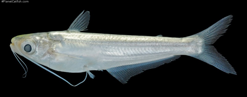 Laides longibarbis