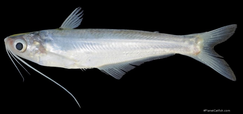 Laides longibarbis
