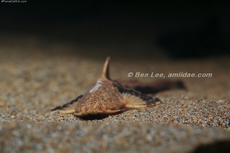 Acrochordonichthys rugosus