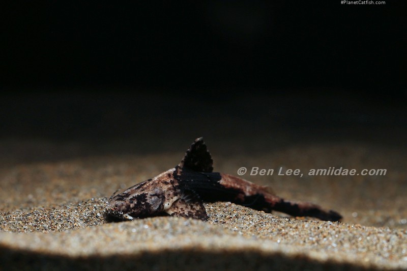 Acrochordonichthys rugosus