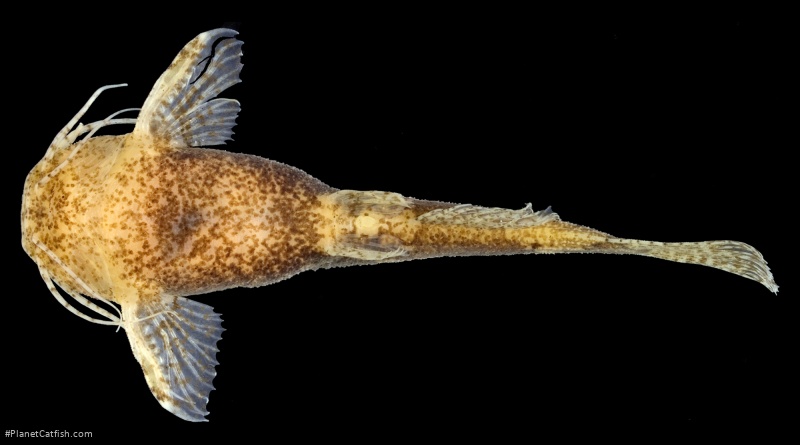 Akysis microps