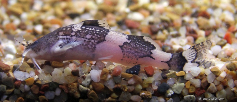 Akysis vespertinus