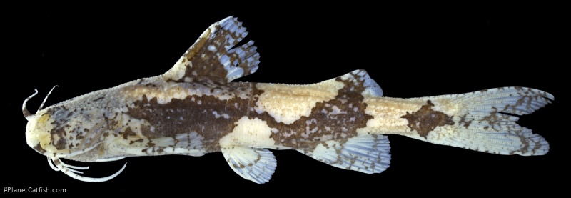 Pseudobagarius eustictus