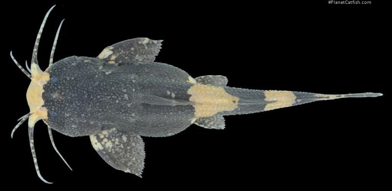 Pseudobagarius inermis