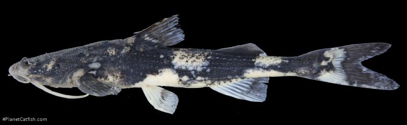 Pseudobagarius pseudobagarius