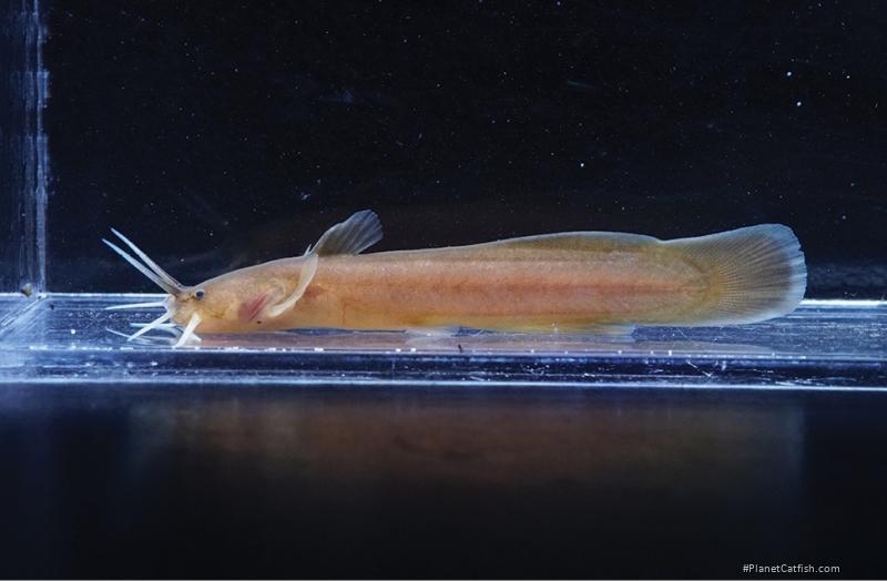 Liobagrus anguillicauda
