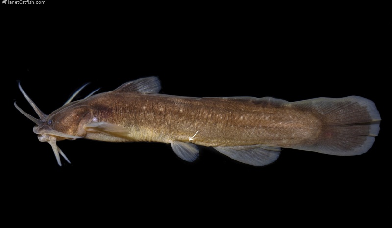 Liobagrus chenhaojuni