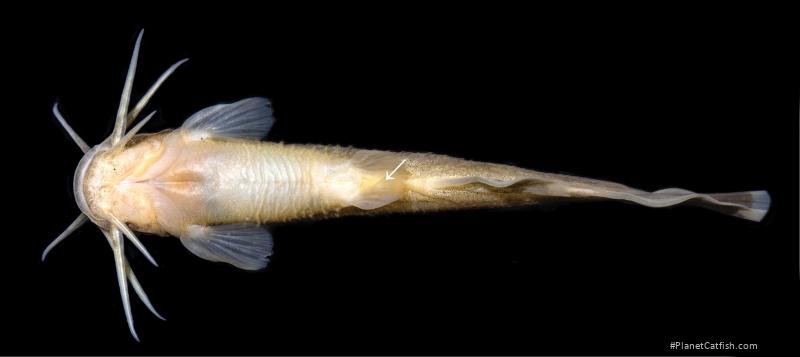 Liobagrus chenhaojuni
