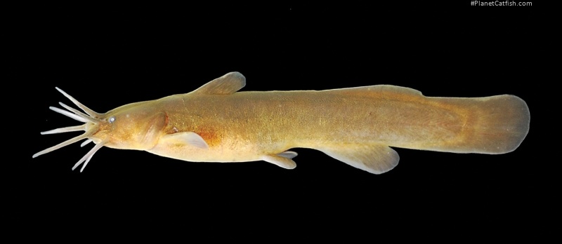 Liobagrus geumgangensis
