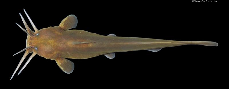 Liobagrus geumgangensis