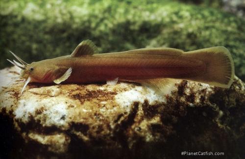 Liobagrus obesus