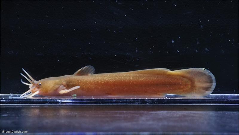 Liobagrus styani