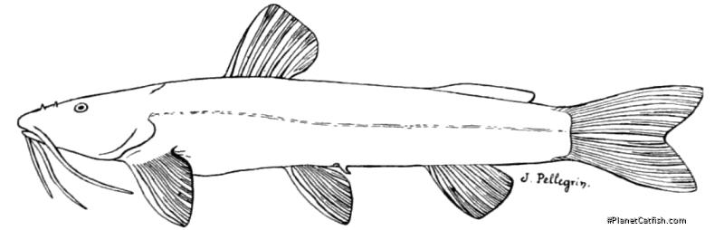 Amphilius grammatophorus