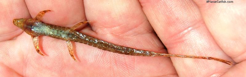 Belonoglanis brieni