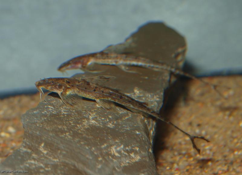 Trachyglanis ineac