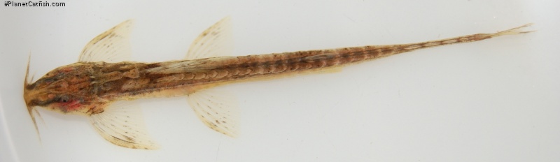Trachyglanis ineac