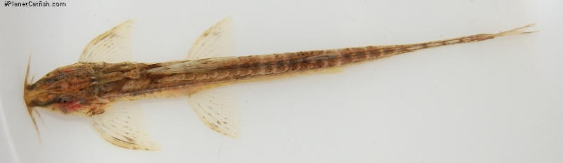 Trachyglanis ineac