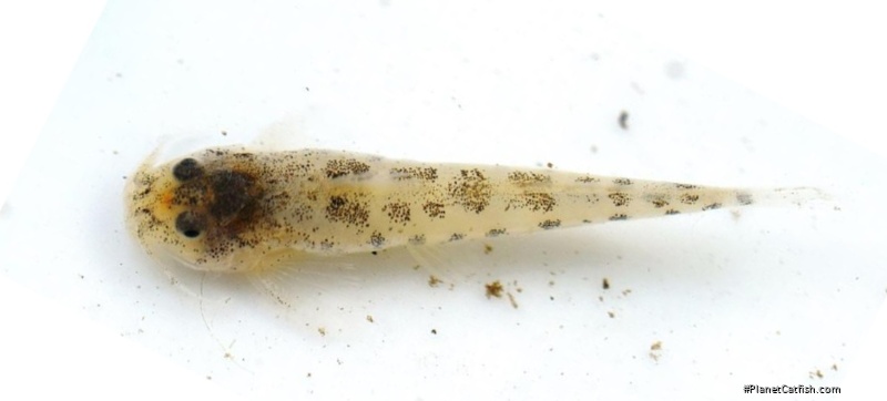 Zaireichthys cf. pallidus