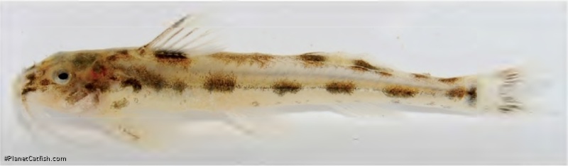 Zaireichthys monomotapa