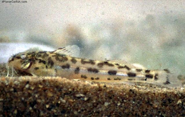 Zaireichthys rotundiceps