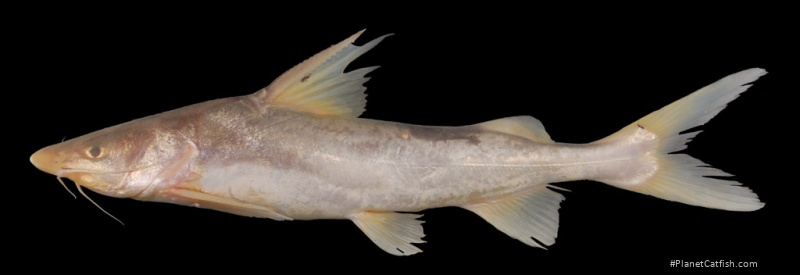 Hemiarius stormii