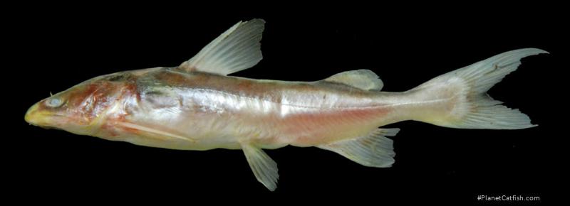 Hemipimelodus borneensis