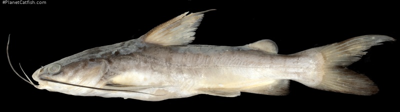 Hexanematichthys sagor